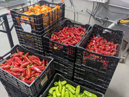 Anaheim Peppers-Organic Freeze-dried Northeast