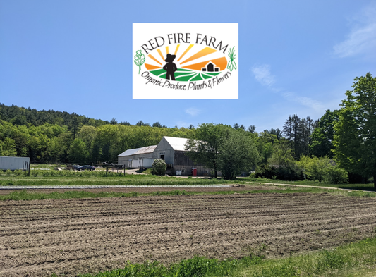 Cilantro Herb Freeze-dried Northeast